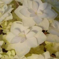 Hydrangea macrophylla Peace