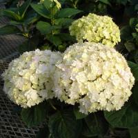 Hydrangea macrophylla Peace