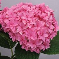 Hydrangea macrophylla Perfection