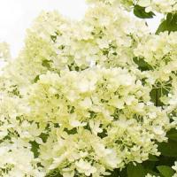 Hydrangea paniculata Bombshell