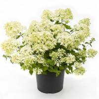 Hydrangea paniculata Bombshell