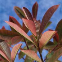 Photinia Cracklin' Red<sup>®</sup>