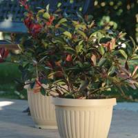 Photinia Cracklin' Red<sup>®</sup>