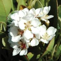 Rhaphiolepis Oriental Pearl