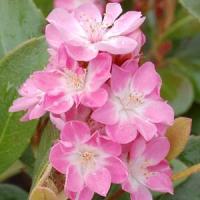 Rhaphiolepis Raja Pink