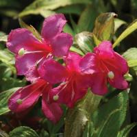Weigela Flamingo Pink
