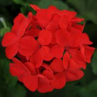 Frenza Fire Interspecific Geranium