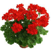 Frenza Fire Interspecific Geranium