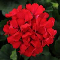 Frenza Dark Red Interspecific Geranium