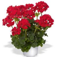 Frenza Dark Red Interspecific Geranium
