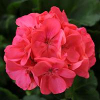 Frenza Hot Coral Interspecific Geranium