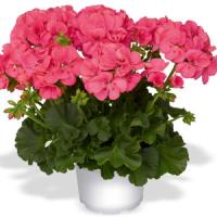 Frenza Hot Coral Interspecific Geranium