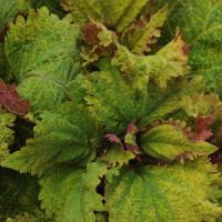 Emotions Playful Coleus