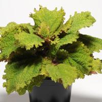 Emotions Playful Coleus