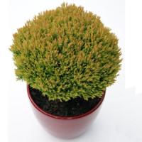 Thuja Siena Sunset