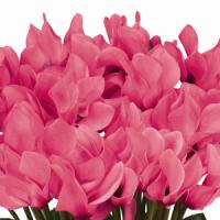 Premium Salmon Eye Cyclamen