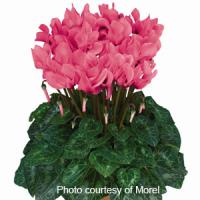 Premium Salmon Eye Cyclamen