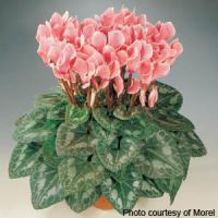 Premium Salmon Flame Cyclamen