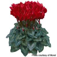 Premium Bright Red Cyclamen