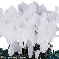 Premium Pure White Compact Cyclamen