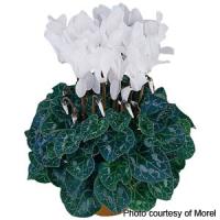 Premium Pure White Compact Cyclamen
