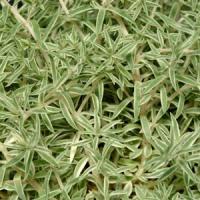 Sedum lineare Sea Urchin