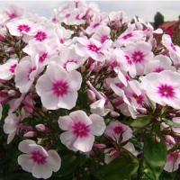 Phlox paniculata Swizzle