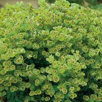 Euphorbia Mini Martini