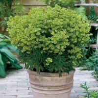 Euphorbia Mini Martini