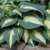 Hosta Timeless Beauty