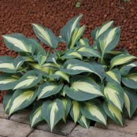 Hosta Timeless Beauty