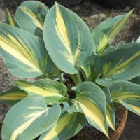 Hosta Cream Topping