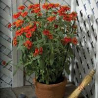 Profusion Knee High Red Zinnia