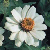 Profusion Knee High White Zinnia