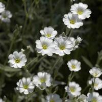 Cerastium tomentosum 