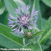 Centaurea Montana