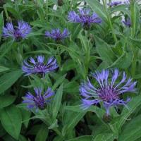 Centaurea Montana