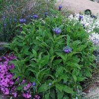 Centaurea Montana
