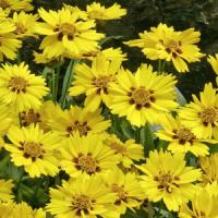 Coreopsis Little Sundial