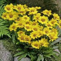 Coreopsis Little Sundial
