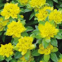 Euphorbia polychroma 