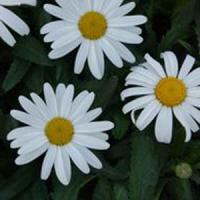Leucanthemum White Knight
