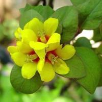 Lysimachia Golden Globe