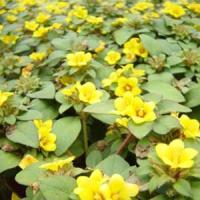 Lysimachia Golden Globe