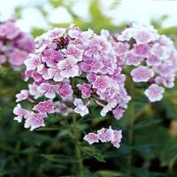 Phlox paniculata Franz Schubert