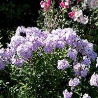 Phlox paniculata Franz Schubert