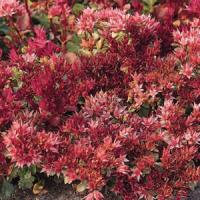 Sedum spurium Red Carpet