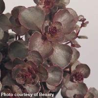 Sedum spurium Voodoo