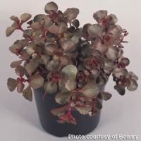 Sedum spurium Voodoo
