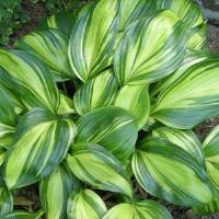 Hosta Rainbow's End